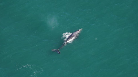 Grey Whale Spotted In Ocean It Became Extinct From 200 Years Ago