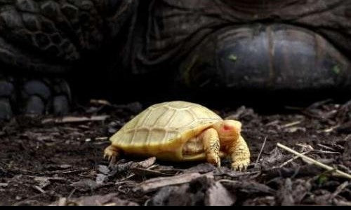 One-Of-A-Kind Rare Albino Tortoise Born In Switzerland! | Flora & Fauna