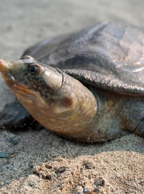 Black Softshell Turtle Makes a Comeback | Flora & Fauna