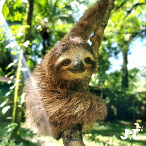 Costa Rican Facility Teaches Baby Sloths | Flora & Fauna