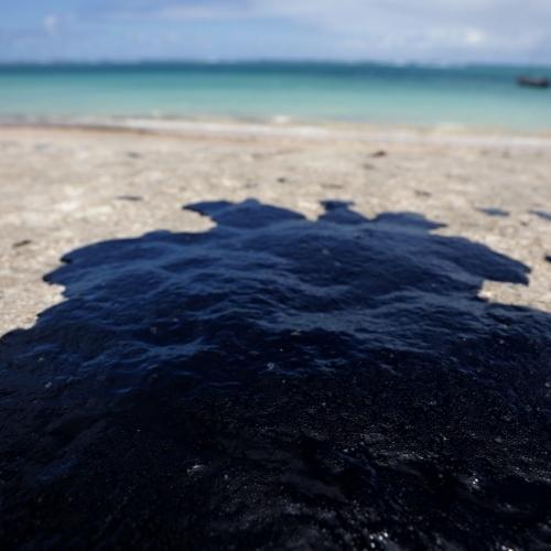 Human Hair Is a Surprising Resource for Cleaning Up Oil Spills Flora