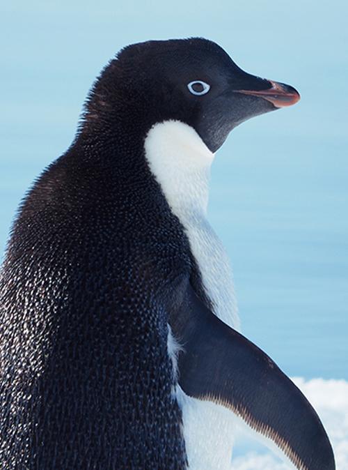 Penguin Awareness Day! | Flora & Fauna