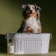 Plastic bottle of sweet marjoram and rosalina natural dog wash sitting in front of a bathtub with a dog in it.