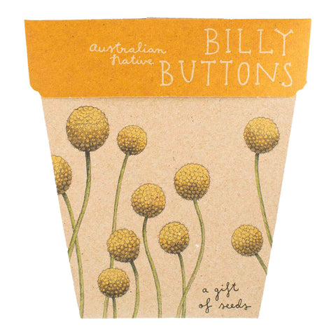 Gift of Seeds - Billy Buttons