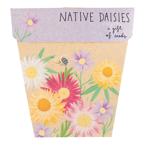 Gift of Seeds - Native Daisies